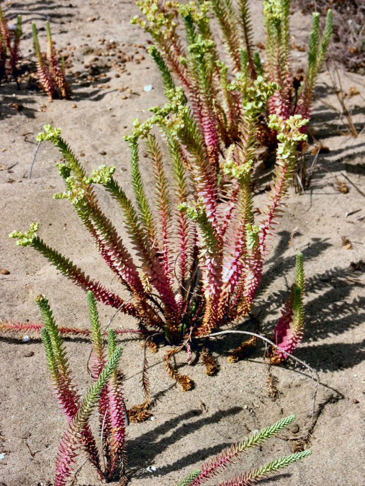 Euphorbia paralias / Euforbia marittima